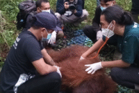 Foto: Orangutan Jantan  Sedang Di evakuasi 
