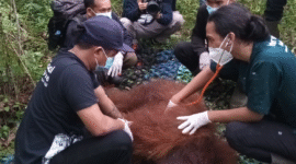 Foto: Orangutan Jantan  Sedang Di evakuasi 