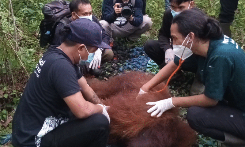 Foto: Orangutan Jantan  Sedang Di evakuasi 