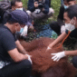 Foto: Orangutan Jantan  Sedang Di evakuasi 